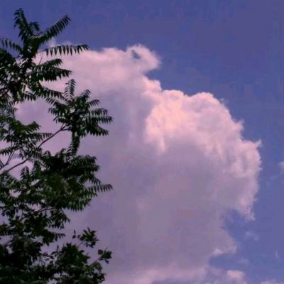 迷鹿框架正式版下载